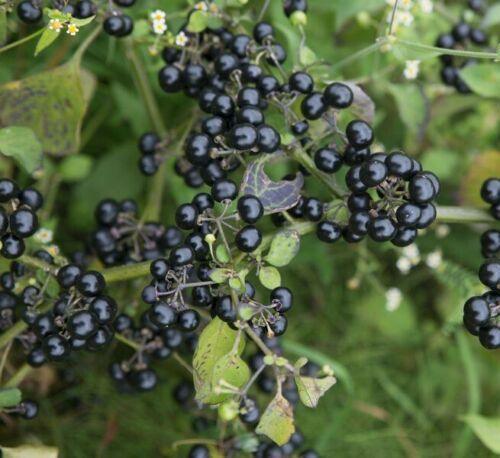 100 Wonderberry Heirloom Shrub Seeds - Seed World