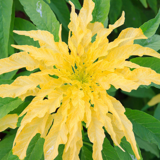 100 Yellow Amaranthus Seeds - Seed World