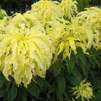 100 Yellow Amaranthus Seeds - Seed World