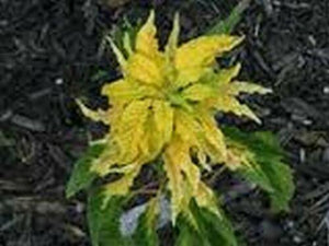 100 Yellow Amaranthus Seeds - Seed World