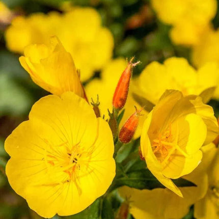 100 Yellow Evening Primrose Seeds - Seed World