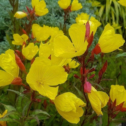 100 Yellow Evening Primrose Seeds - Seed World