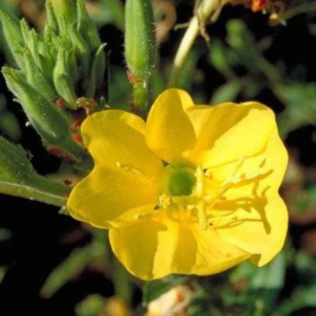100 Yellow Evening Primrose Seeds - Seed World
