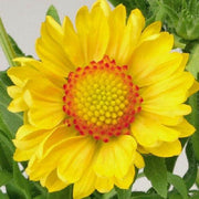 100 Yellow Gaillardia Seeds - Seed World