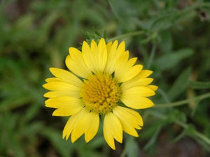 100 Yellow Gaillardia Seeds - Seed World