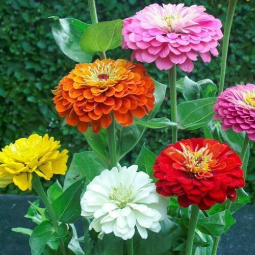 100 Zinnia Elegans - Dahlia Flowered Mix Seeds - Seed World
