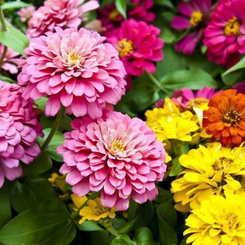100 Zinnia Elegans - Dahlia Flowered Mix Seeds - Seed World