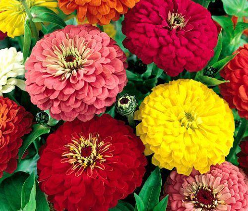 100 Zinnia Elegans - Dahlia Flowered Mix Seeds - Seed World