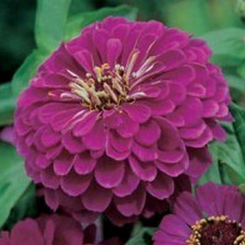 100 Zinnia Elegans Purple Prince Seeds - Seed World