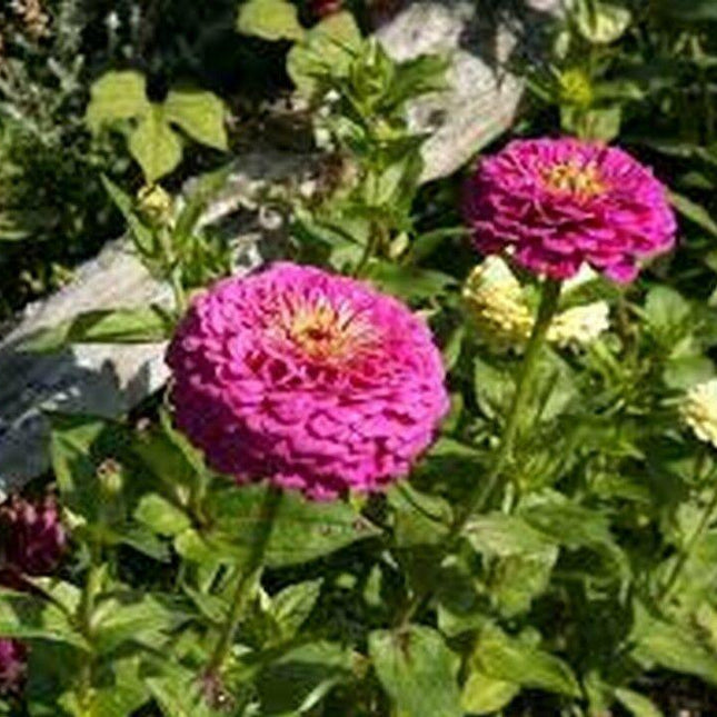100 Zinnia Elegans Purple Prince Seeds - Seed World