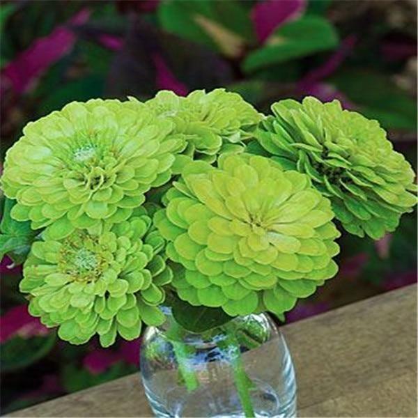 100 Zinnia Flower Seeds – Colorful Perennial Blooms for Pots & Gardens - Seed World