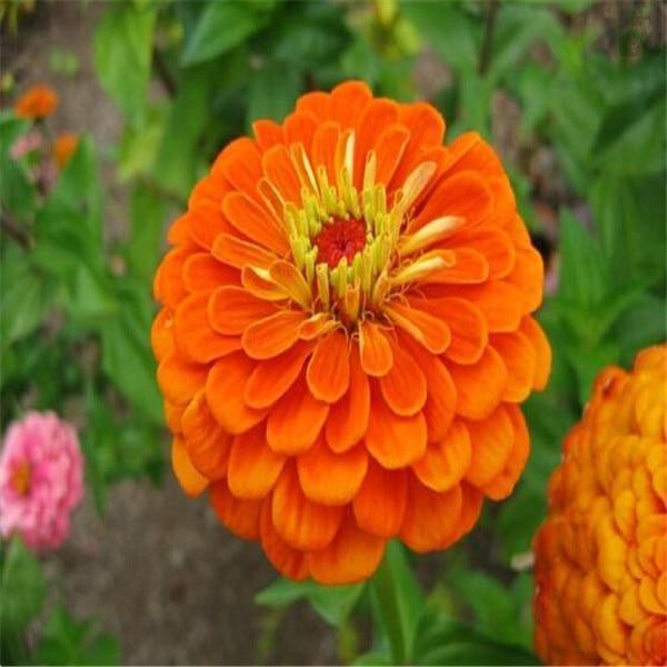 100 Zinnia Flower Seeds – Colorful Perennial Blooms for Pots & Gardens - Seed World