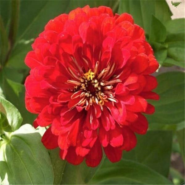 100 Zinnia Flower Seeds – Colorful Perennial Blooms for Pots & Gardens - Seed World