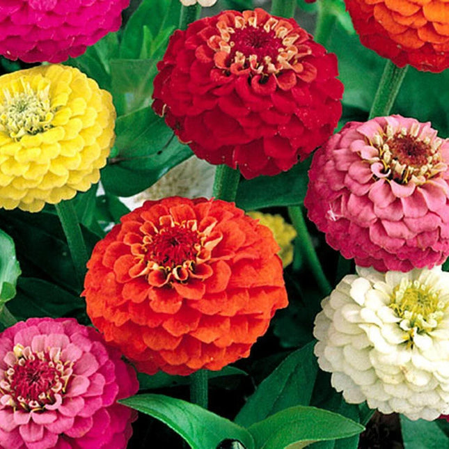 100 Zinnia Flower Seeds – Colorful Perennial Blooms for Pots & Gardens - Seed World