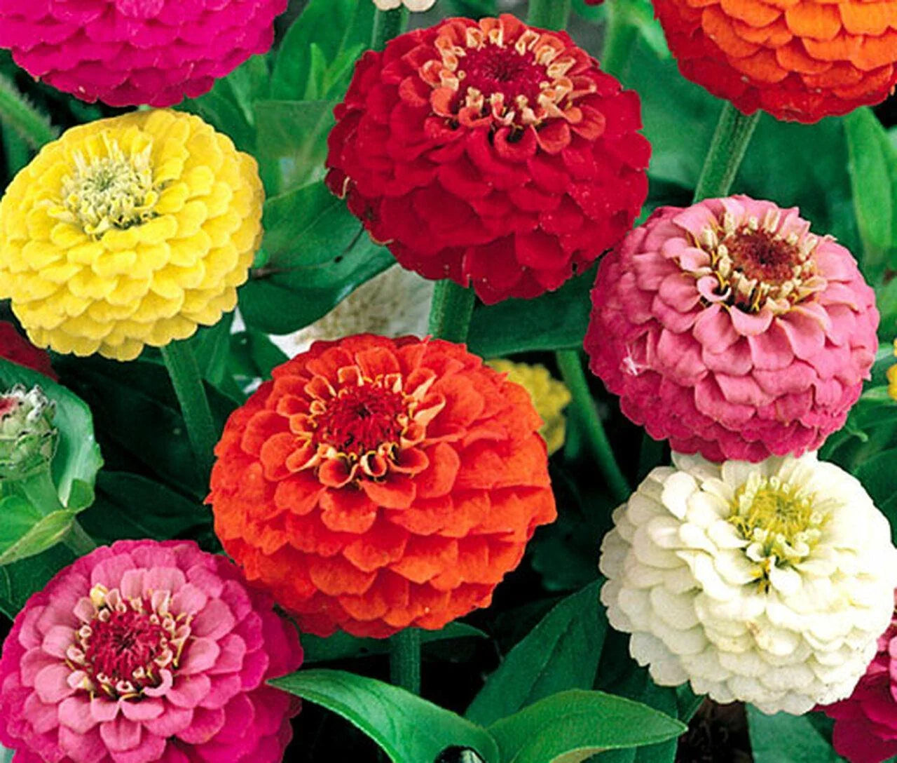 100 Zinnia Flower Seeds – Colorful Perennial Blooms for Pots & Gardens - Seed World