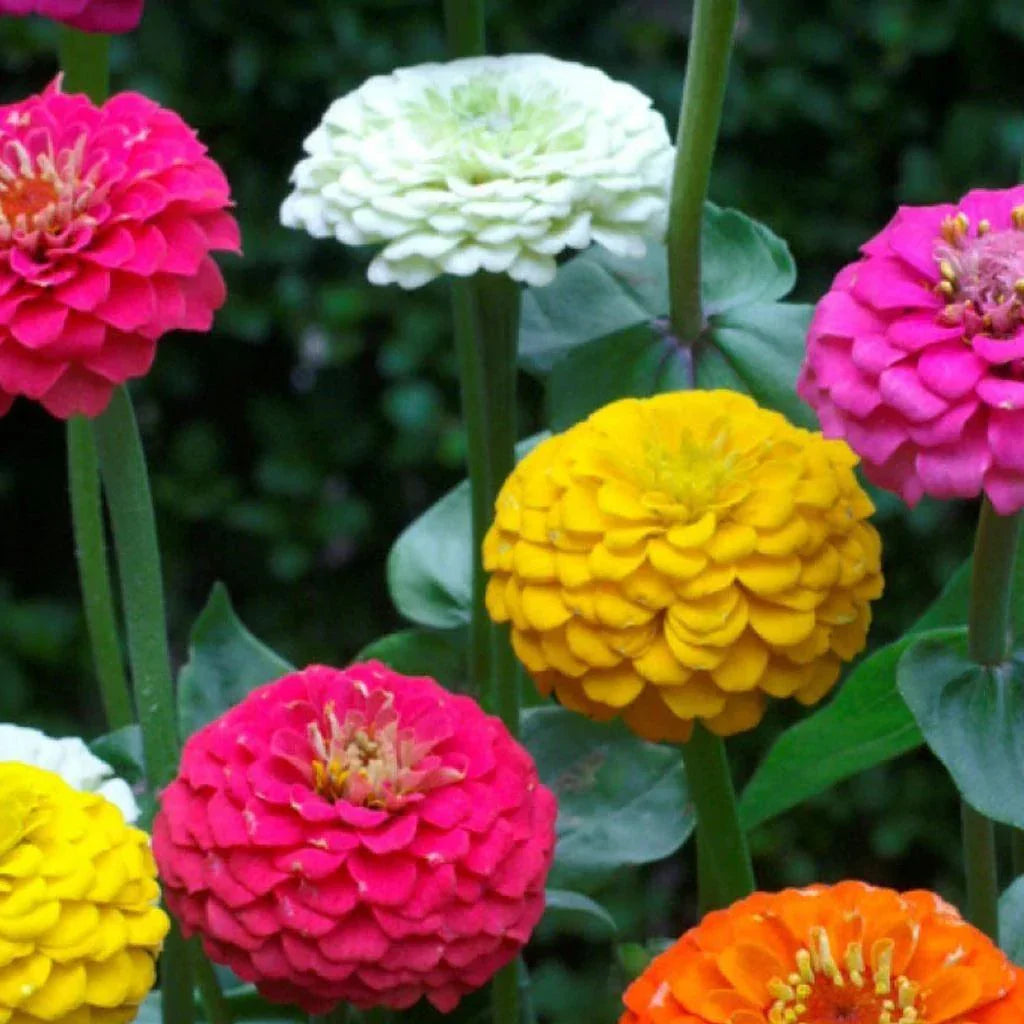 100 Zinnia Flower Seeds – Colorful Perennial Blooms for Pots & Gardens - Seed World