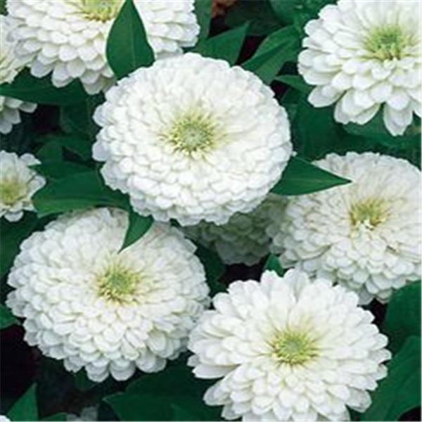 100 Zinnia Flower Seeds – Colorful Perennial Blooms for Pots & Gardens - Seed World