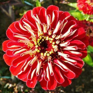 100 Zinnia Flower Seeds | Meteor Zinnia Elegans - Seed World