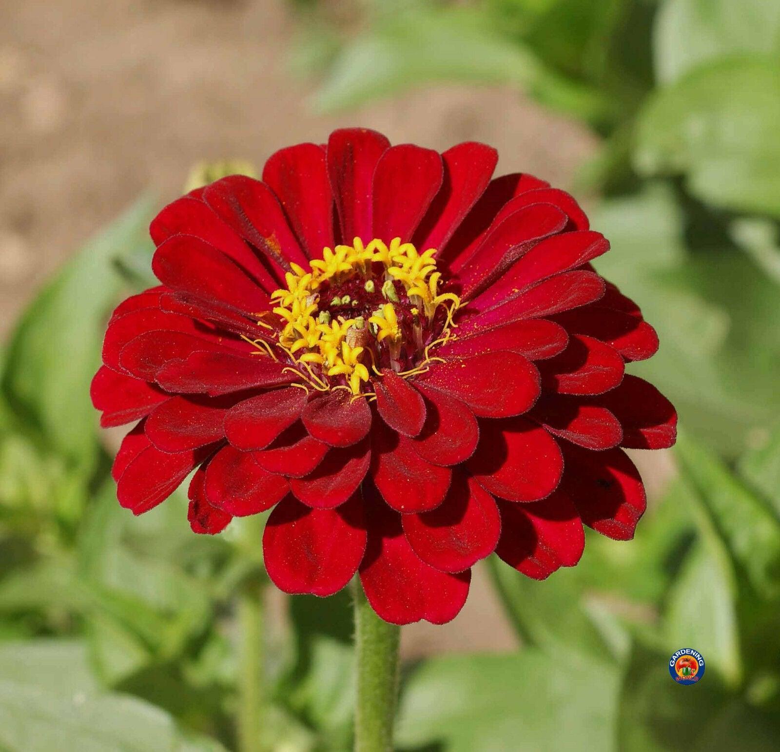 100 Zinnia Flower Seeds | Meteor Zinnia Elegans - Seed World