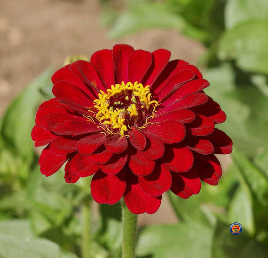 100 Zinnia Flower Seeds | Meteor Zinnia Elegans - Seed World