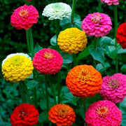 100 Zinnia | Cut & Come Again Mix Seeds - Seed World