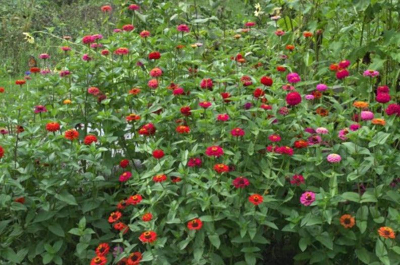 100 Zinnia | Cut & Come Again Mix Seeds - Seed World