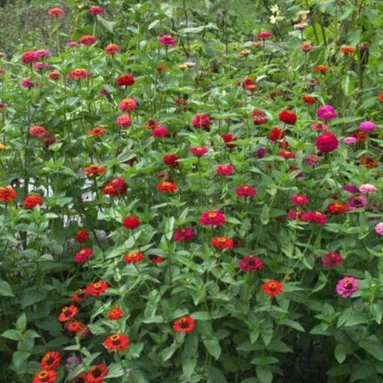 100 Zinnia | Cut & Come Again Mix Seeds - Seed World
