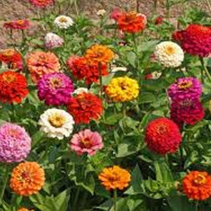 100 Zinnia | Cut & Come Again Mix Seeds - Seed World