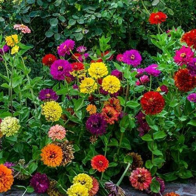 100 Zinnia | State Fair Mix Seeds - Seed World