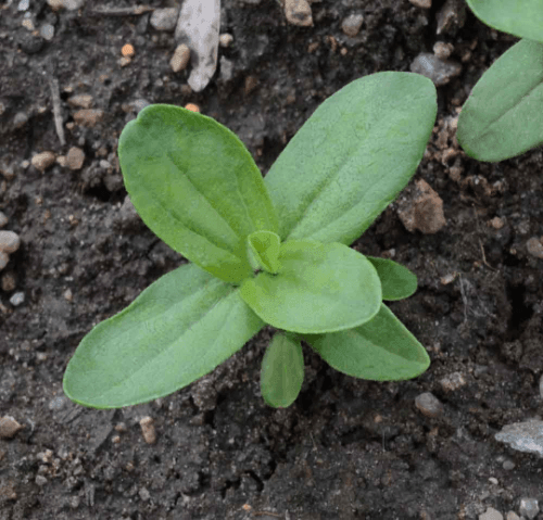 100 Zinnia | State Fair Mix Seeds - Seed World