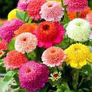 100 Zinnia Scabiosa Seeds - Seed World