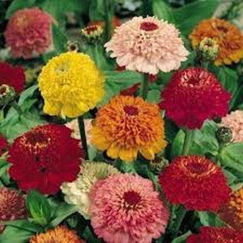 100 Zinnia Scabiosa Seeds - Mix - Seed World