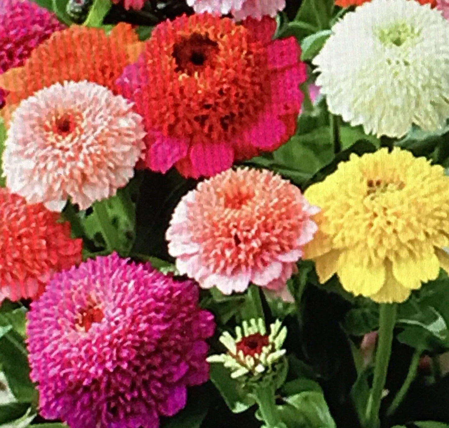100 Zinnia Scabiosa Seeds - Mix - Seed World