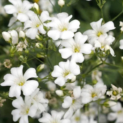 1,000 Baby’s Breath Flower Seeds - Seed World