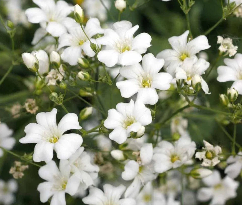 1,000 Baby’s Breath Flower Seeds - Seed World