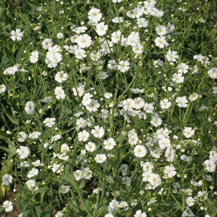 1,000 Baby’s Breath Flower Seeds - Seed World