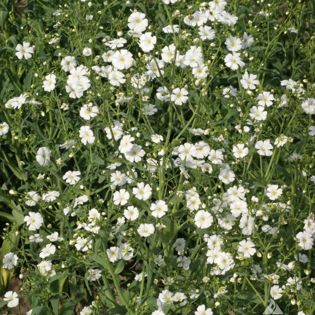 1,000 Baby’s Breath Flower Seeds - Seed World