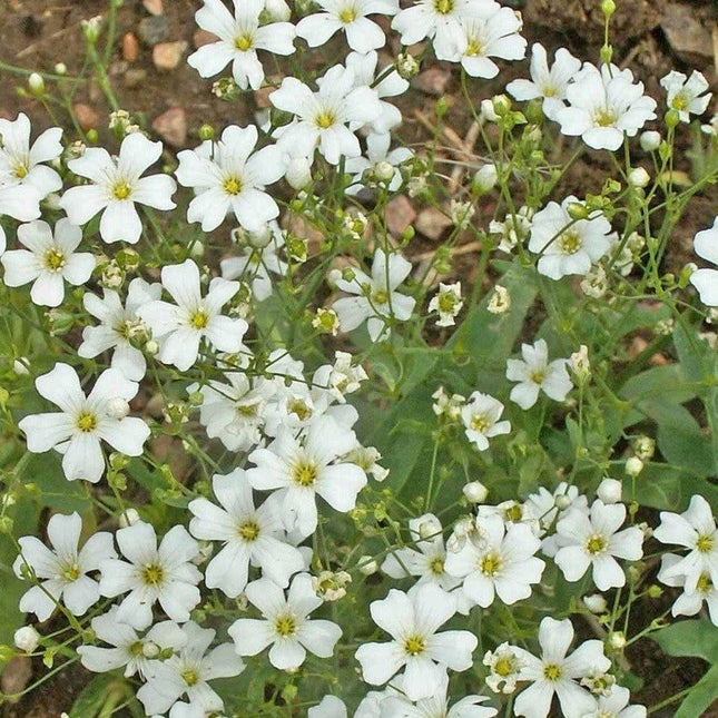 1,000 Baby’s Breath Flower Seeds - Seed World