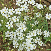 1000 Baby's Breath Gypsophila Seeds - Seed World