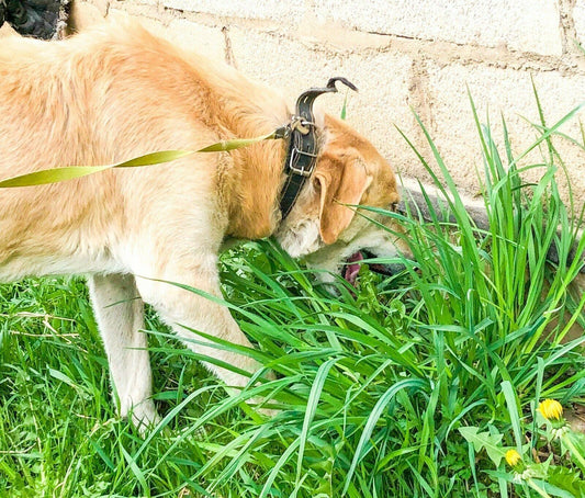 1000 Best Grass for Dogs Seeds - Seed World