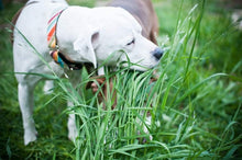1000 Best Grass for Dogs Seeds - Seed World