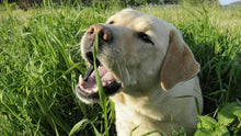 1000 Best Grass for Dogs Seeds - Seed World