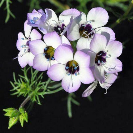 1000 Bird's Eye | Gilia Tricolor Seeds - Seed World