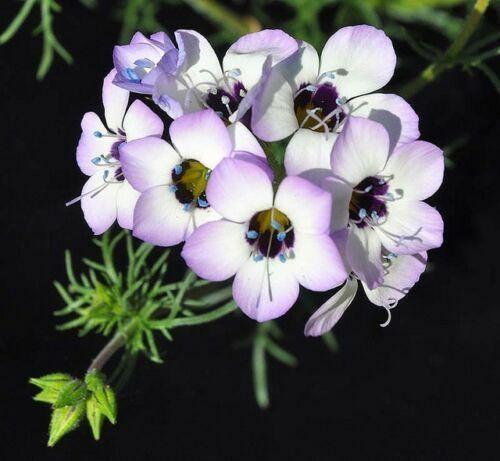 1000 Bird's Eye | Gilia Tricolor Seeds - Seed World