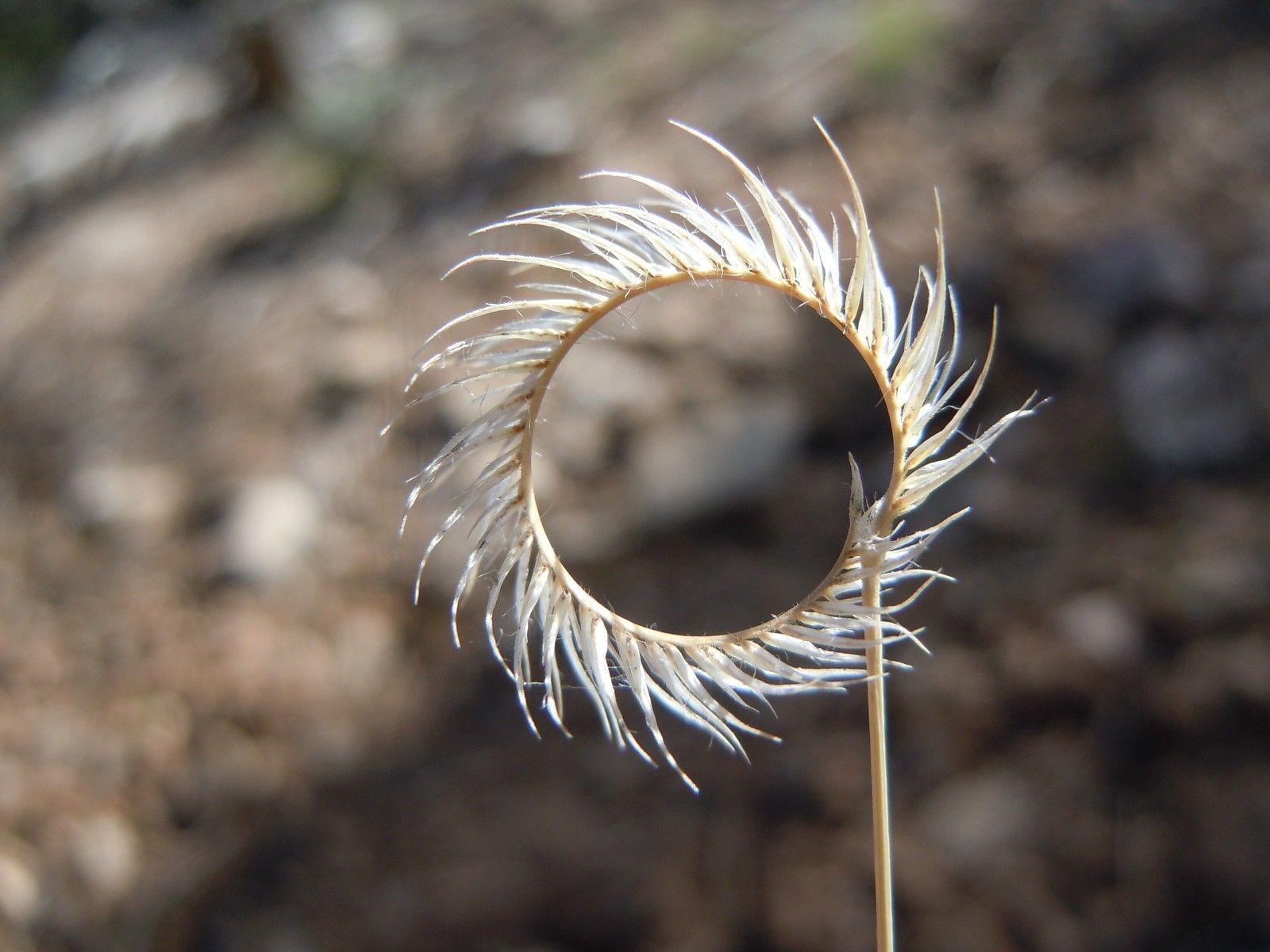 1000 Blue Grama Grass Seeds - Seed World