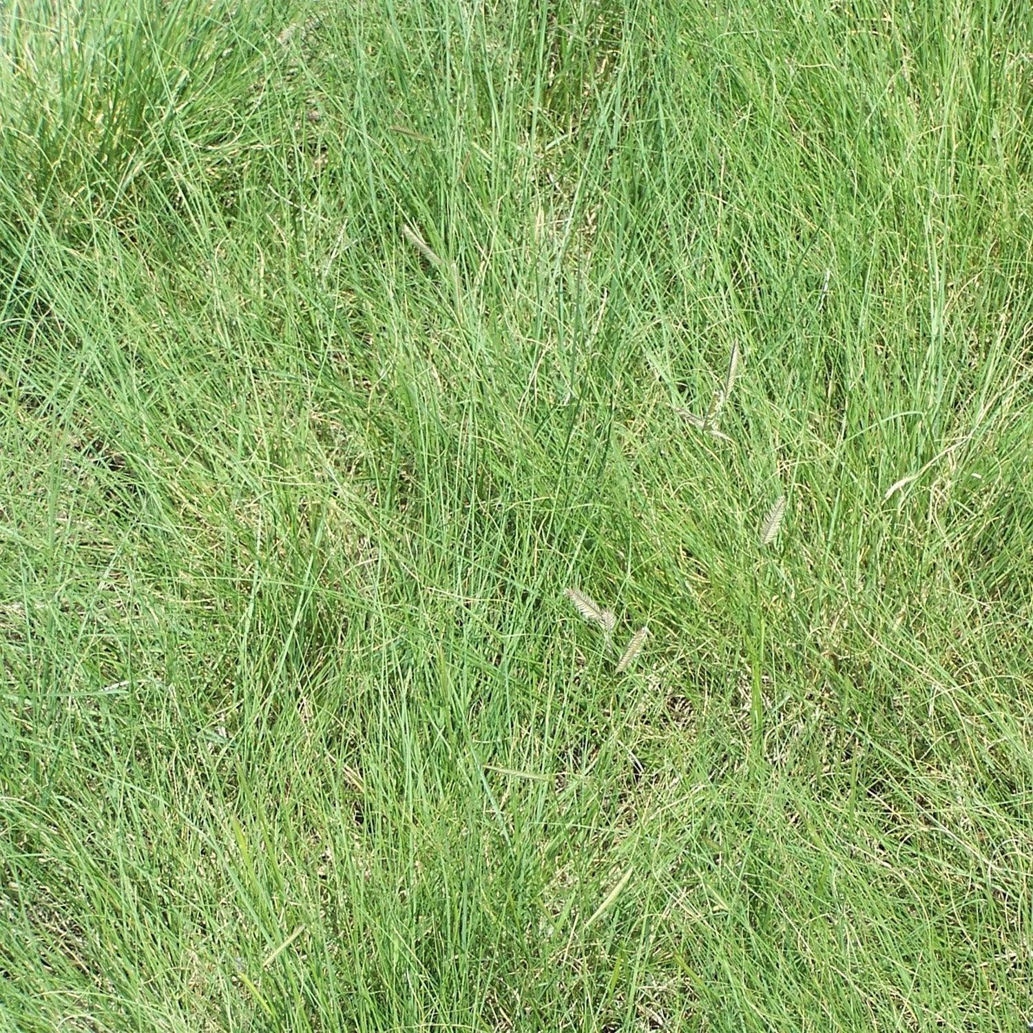 1000 Blue Grama Grass Seeds - Seed World
