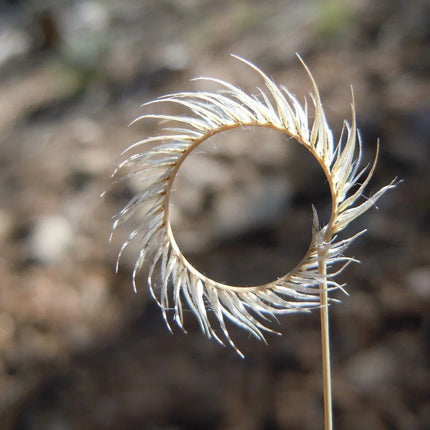 1000 Blue Grama Grass Seeds - Seed World