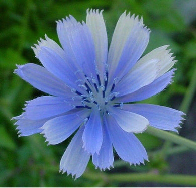 1000+ Chicory - Italian Dandelion Seeds - NON-GMO - Seed World