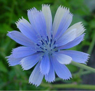 1000+ Chicory - Italian Dandelion Seeds - NON-GMO - Seed World