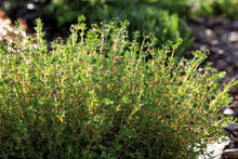 1000 Common Thyme Edible Herb - Seed World